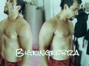Bigkingkobra