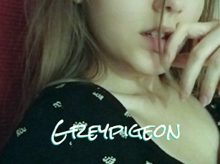 Greypigeon