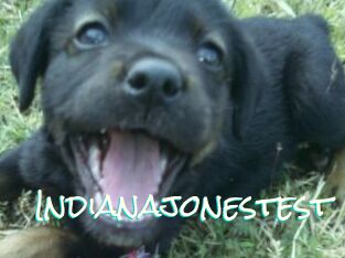 Indianajonestest