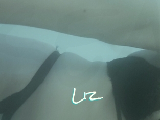 Liz